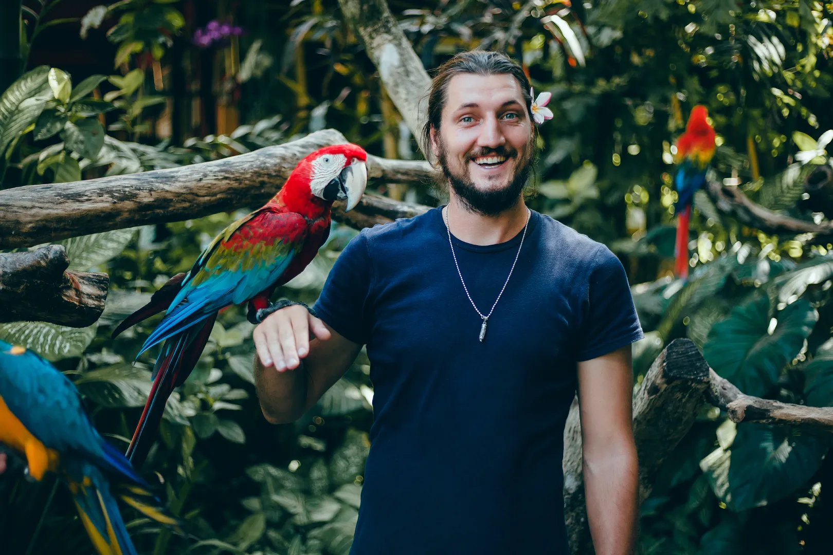 Extranjero en Colombia sosteniendo una guacamaya colombiana asi puede regularizar la situacion migratoria para estar legalmente en el país de Colombia.